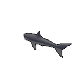 Shark Fish
